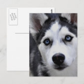 Husky Puppy Briefkaart (Voorkant / Achterkant)