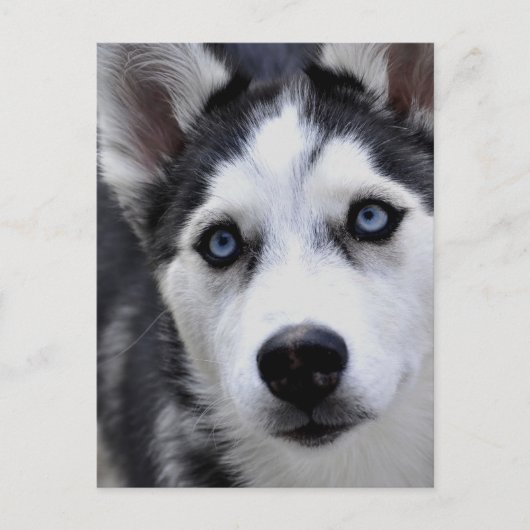 Husky Puppy Briefkaart (Voorkant)