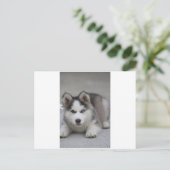 Husky Puppy Briefkaart (Staand voorkant)