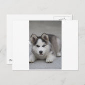 Husky Puppy Briefkaart (Voorkant / Achterkant)