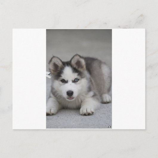 Husky Puppy Briefkaart (Voorkant)