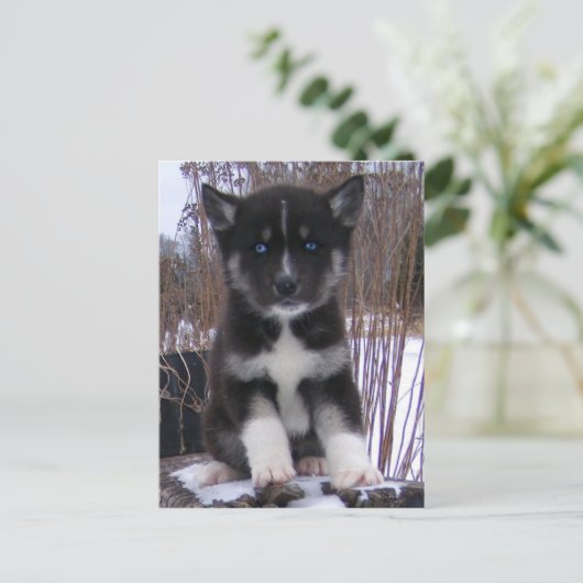 Husky Puppy Briefkaarten (Staand voorkant)