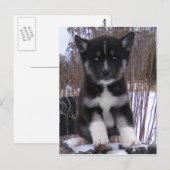 Husky Puppy Briefkaarten (Voorkant / Achterkant)