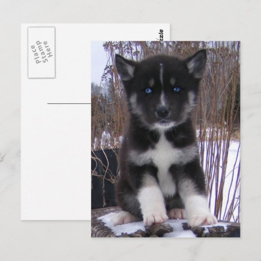 Husky Puppy Briefkaarten (Voorkant / Achterkant)