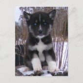 Husky Puppy Briefkaarten (Voorkant)