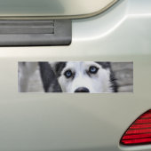 Husky Puppy Bumpersticker (Op auto)
