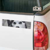 Husky Puppy Bumpersticker (Op Truck)