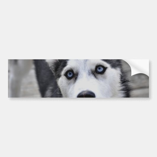 Husky Puppy Bumpersticker (Voorkant)