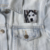 Husky Puppy Button (In situ)