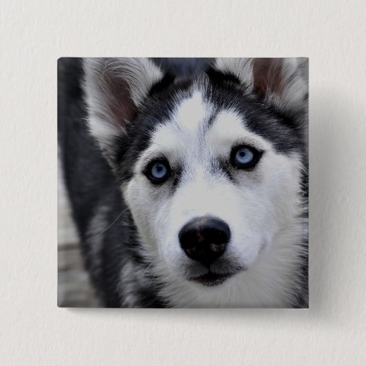 Husky Puppy Button (Voorkant)