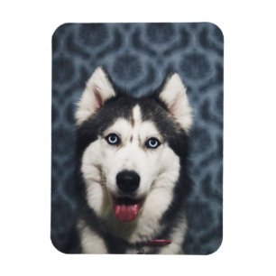 Husky Puppy Posing met een donkere achtergrond Magneet