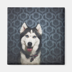 Husky Puppy Posing met een donkere achtergrond Magneet