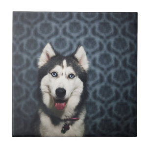 Husky Puppy Posing met een donkere achtergrond Tegeltje