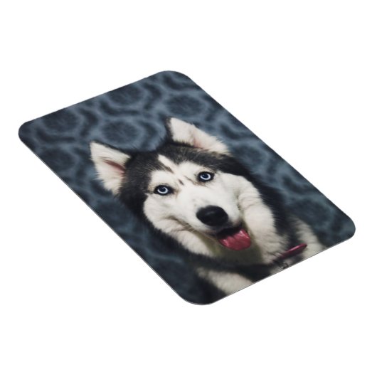 Husky Puppy Posing with a Dark Bakground Magneet (Rechterzijde)