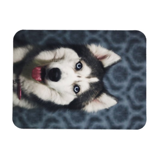 Husky Puppy Posing with a Dark Bakground Magneet (Horizontaal)