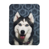 Husky Puppy Posing with a Dark Bakground Magneet (Verticaal)