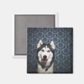 Husky Puppy Posing with a Dark Bakground Magneet (Voorkant / Achterkant)