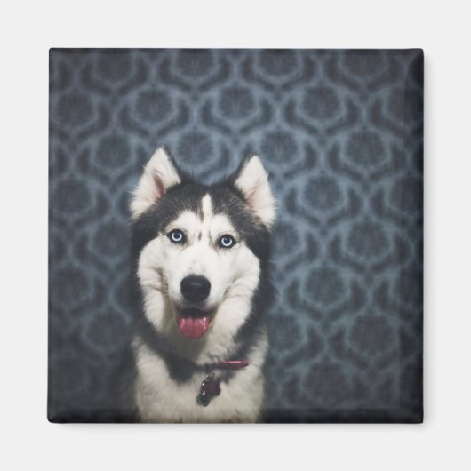 Husky Puppy Posing with a Dark Bakground Magneet (Voorkant)