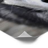 Husky Puppy Poster (Hoek)