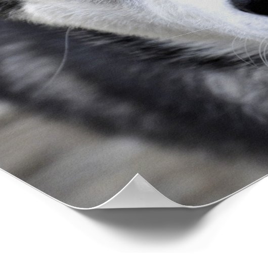 Husky Puppy Poster (Hoek)