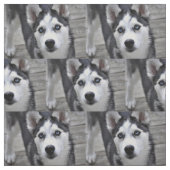 Husky Puppy Stof (Swatch)
