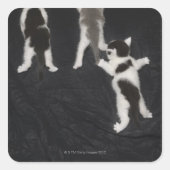 Husky Puppy Vierkante Sticker (Voorkant)