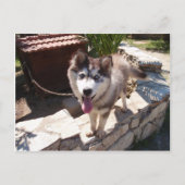 Husky Sam Briefkaart (Voorkant)