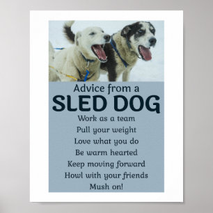 Husky Sled Dog Racing Alaskan Racers Poster