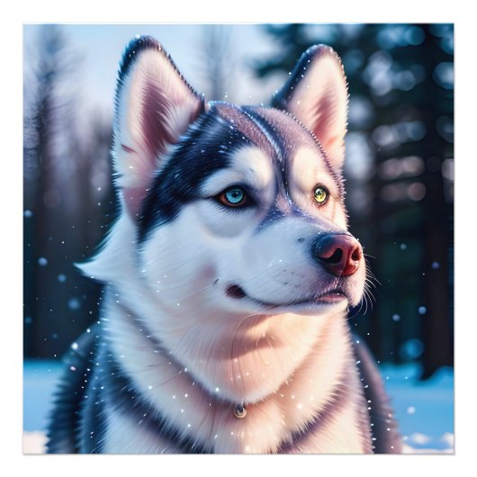 Husky staart in de winter foto afdruk (Voorkant)