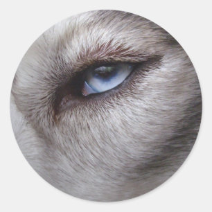 Husky Stickers Siberian Husky Malamute Stickers