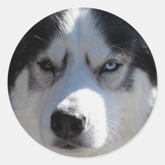 Husky Stickers Siberian Husky Malamute Stickers (Voorkant)