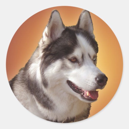 Husky Stickers Siberian Husky Malamute Stickers (Voorkant)