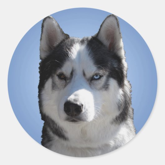 Husky Stickers Siberian Husky Malamute Stickers (Voorkant)