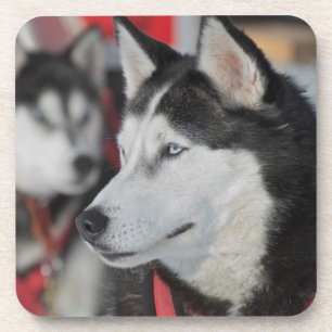 Huskyhond voor een race, Canada Onderzetter