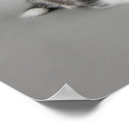 Huskys Poster (Hoek)