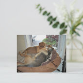 Huwende honden die een Uitzicht delen Briefkaart (Staand voorkant)