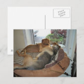 Huwende honden die een Uitzicht delen Briefkaart (Voorkant / Achterkant)