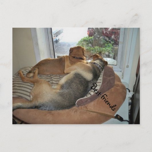 Huwende honden die een Uitzicht delen Briefkaart (Voorkant)