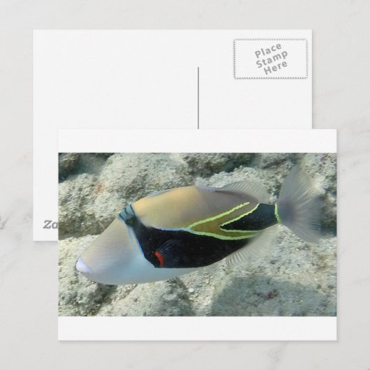 Huymuhumunukunukuapua'a Hawaii State Fish Briefkaart (Voorkant / Achterkant)