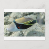 Huymuhumunukunukuapua'a Hawaii State Fish Briefkaart (Voorkant)