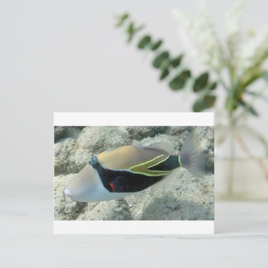 Huymuhumunukunukuapua'a Hawaii State Fish Briefkaart (Staand voorkant)