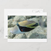 Huymuhumunukunukuapua'a Hawaii State Fish Briefkaart (Voorkant / Achterkant)