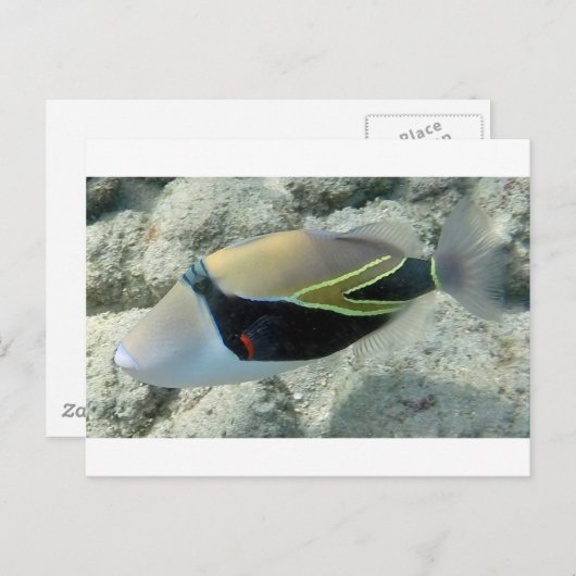 Huymuhumunukunukuapua'a Hawaii State Fish Briefkaart (Voorkant / Achterkant)