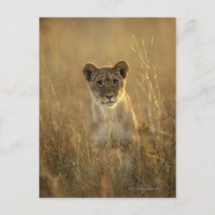 Hwange National Park, Zimbabwe. Briefkaart