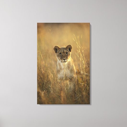 Hwange National Park, Zimbabwe. Canvas Afdruk (Voorkant)