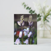 hyacinde twee briefkaart (Staand voorkant)