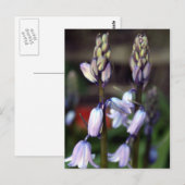 hyacinde twee briefkaart (Voorkant / Achterkant)