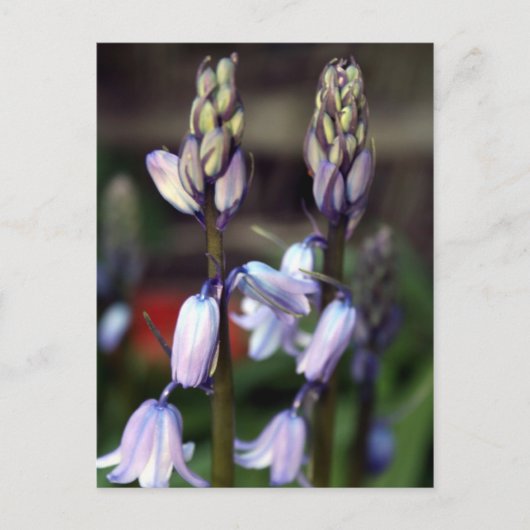 hyacinde twee briefkaart (Voorkant)