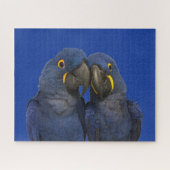 Hyacinne Macaw Parrot Rare Blue Legpuzzel (Horizontaal)