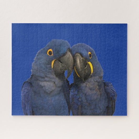 Hyacinne Macaw Parrot Rare Blue Legpuzzel (Horizontaal)